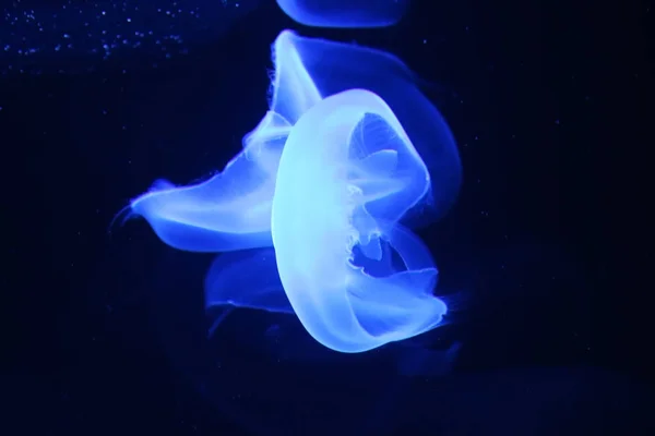 Медуза медузы животных под неоновым голубым эффектом — стоковое фото