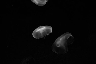 Hayvan denizanası Medusa neon mavi etkisi altında 