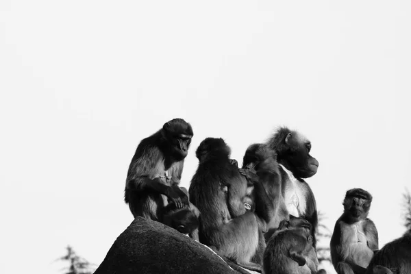 Singes, babouins beaucoup de familles animaux CONTEXTE — Photo