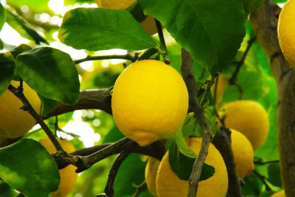Limone albero natura giallo sfondo frutta — Foto Stock