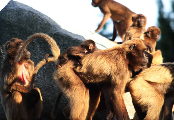 Apen, bavianen veel gezinnen dier achtergrond — Stockfoto