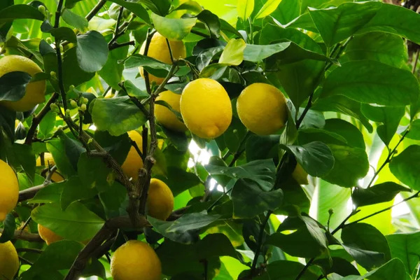 Citronnier nature jaune fond fruit — Photo