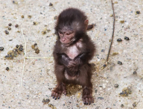 Monos, babuinos muchas familias animales ANTECEDENTES —  Fotos de Stock