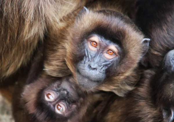 Macacos, babuínos um monte de famílias animais BACKGROUND — Fotografia de Stock