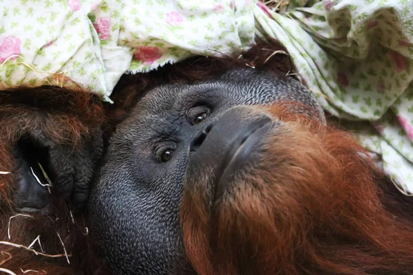 Monos, babuinos muchas familias animales ANTECEDENTES —  Fotos de Stock