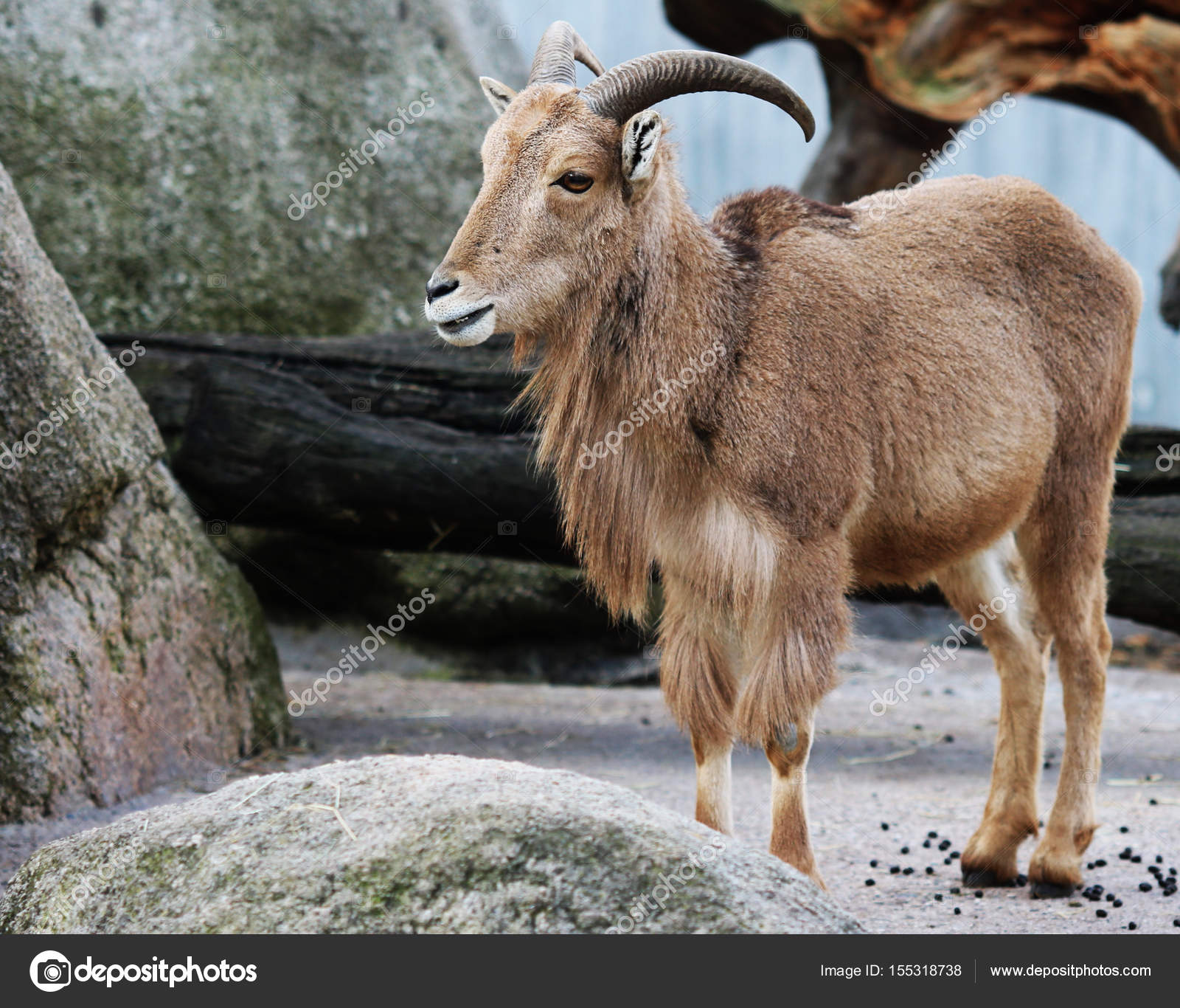 Mountain goat with horns animal nature background Stock Photo by ©Adrianarad1991 155318738 Mountain goat with horns animal nature background Stock Photo by ©Adrianarad1991 155318738