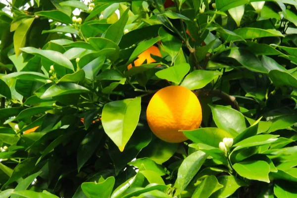 Citronnier nature jaune fond fruit — Photo