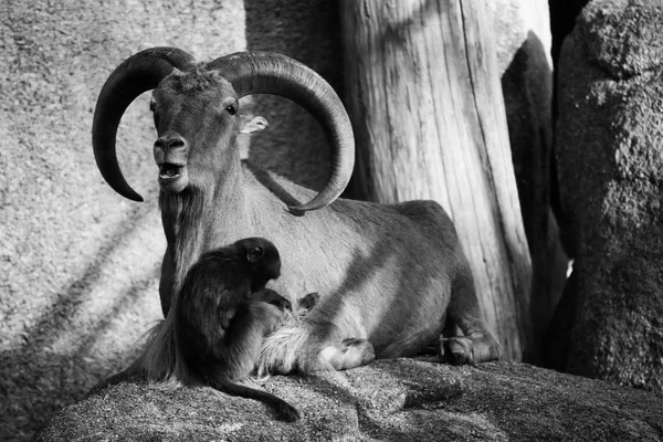 Berg geit met horens, apen, bavianen dierlijke liefde aard — Stockfoto