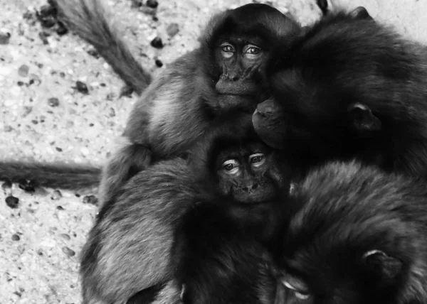 Apor, babianer en massa familjer djur bakgrund — Stockfoto