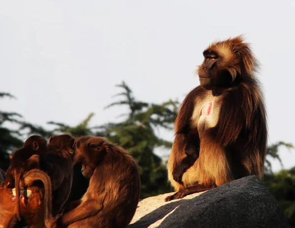 Apen, bavianen veel gezinnen dier achtergrond — Stockfoto