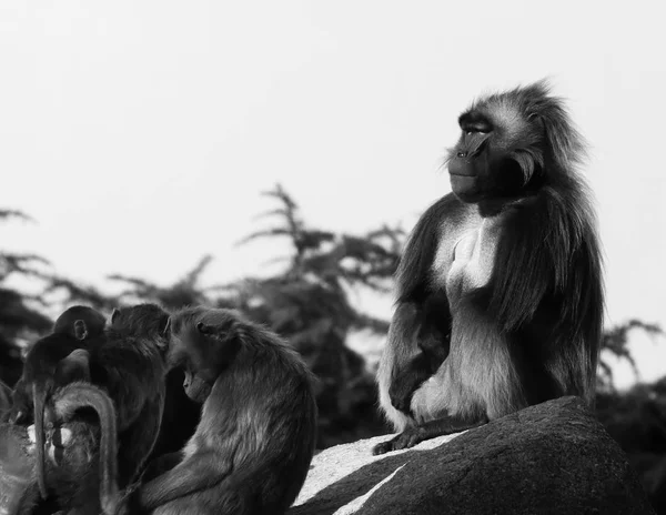 Macacos, babuínos um monte de famílias animais BACKGROUND — Fotografia de Stock