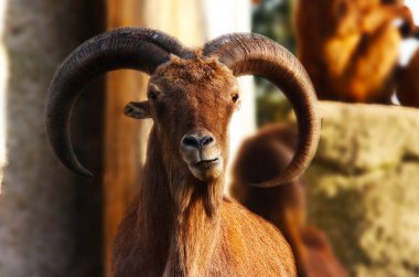 Dağ keçisi ile boynuzları hayvan doğa arka plan 