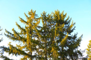 Çıplak kadın kız bayrağı ABD Amerika 