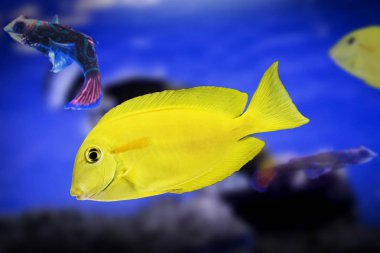 Cüce angelfish sarı su hayvan yaban hayatı izole arka plan