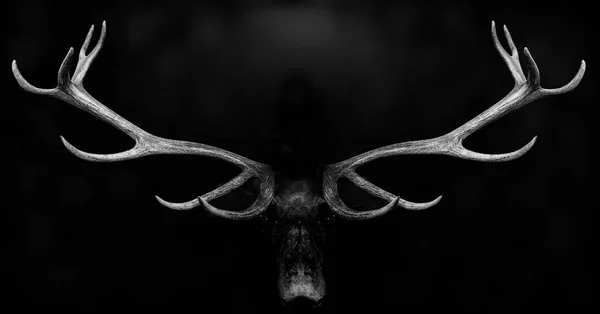 Deer antlers 3d isolated black white background animal — Stock Photo, Image