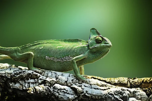 Chameleon exotic nature reptile isolated green background animal — Stock Photo, Image