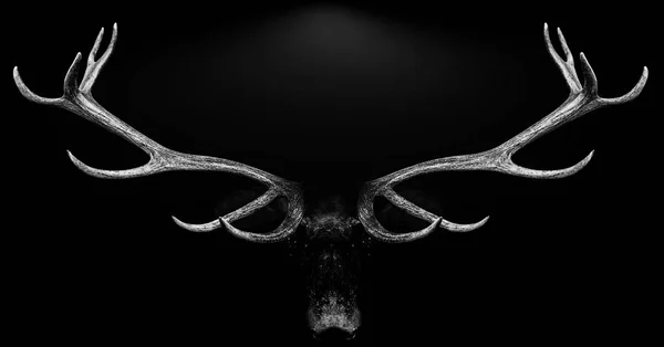 Hirschgeweih 3d isoliert schwarz weiß Hintergrund Tier — Stockfoto