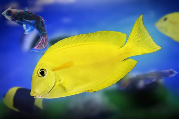 Dwarf angelfish yellow water animal wildlife isolated background — Stock Photo, Image