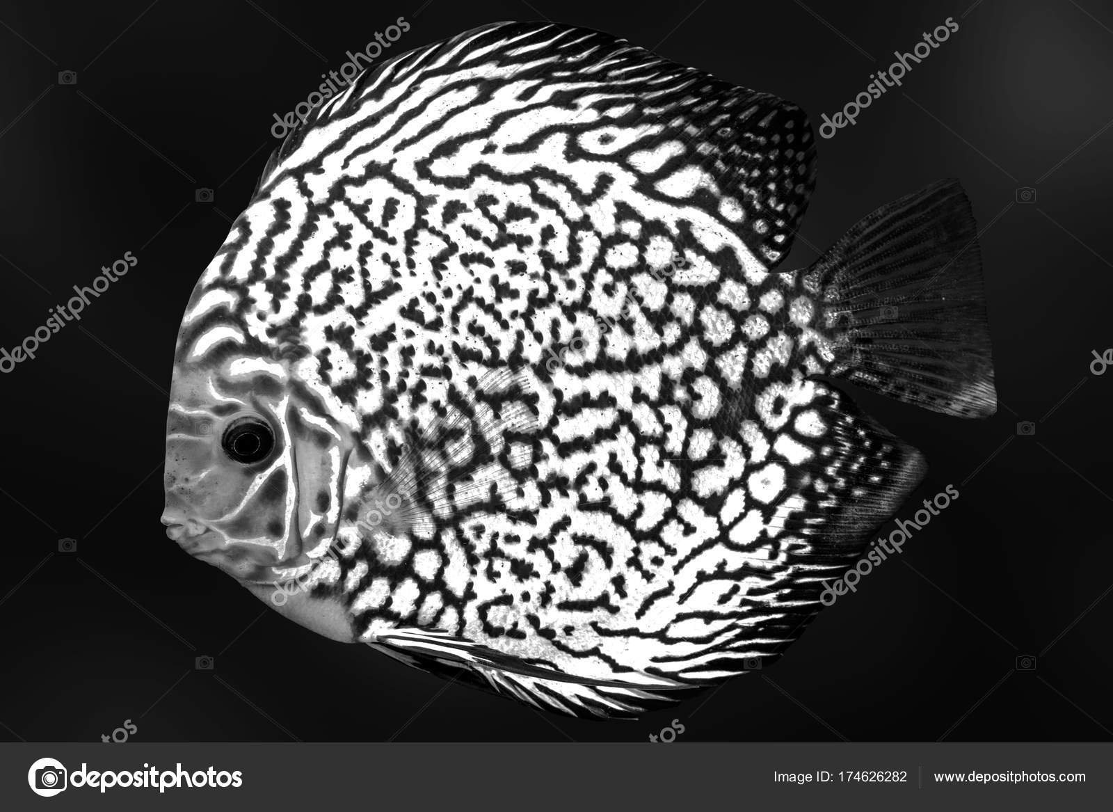 exotic discus fish