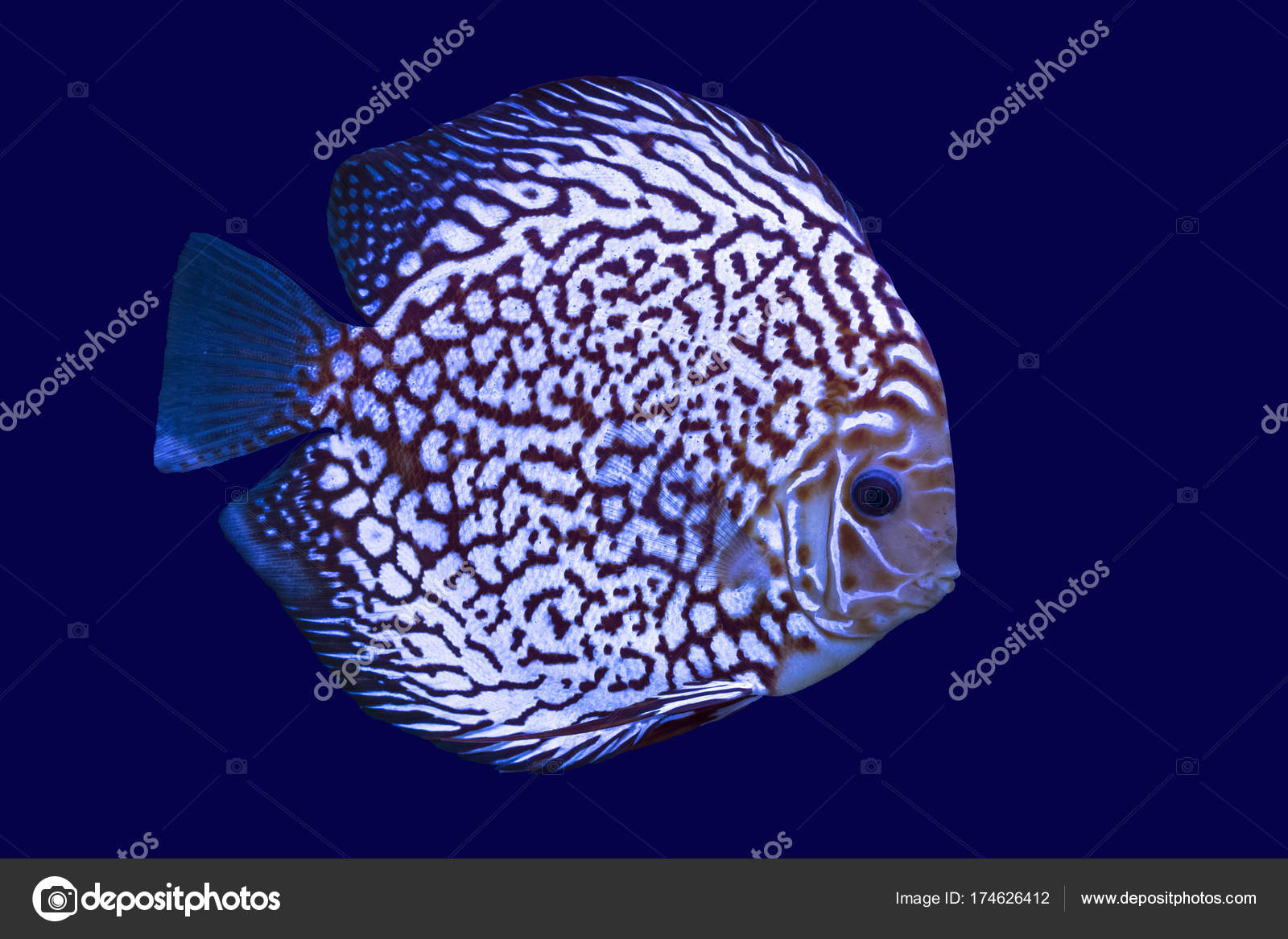 Unduh 92 Background Aquarium Discus HD Terbaik