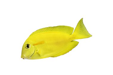 Cüce angelfish sarı su hayvan yaban hayatı izole arka plan