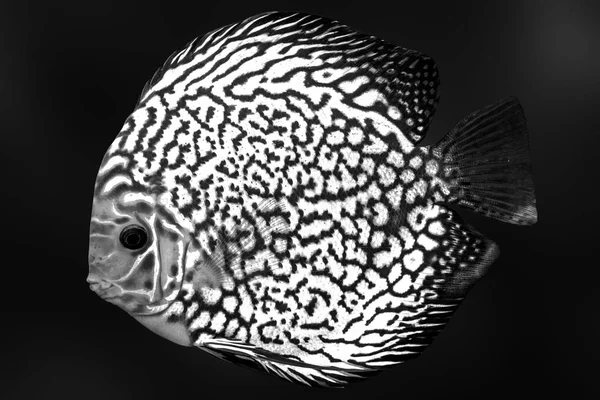 Discus peces exóticos negro blanco acuario aislado fondo animal — Foto de Stock