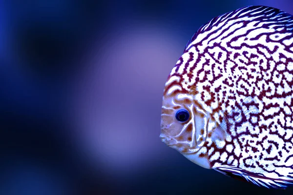 Discus peces exóticos acuario color azul aislado fondo animal — Foto de Stock