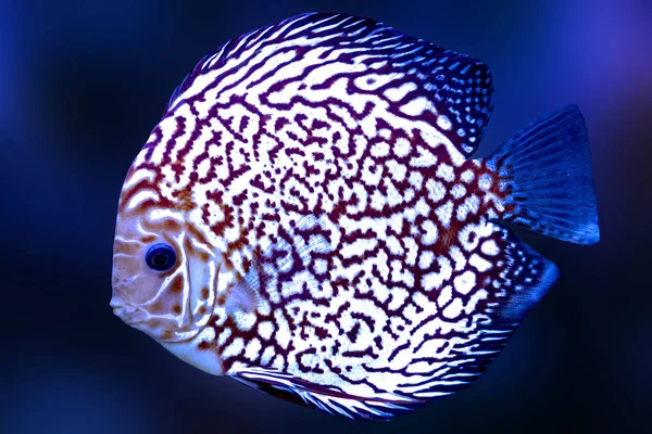 Discus peces exóticos acuario color azul aislado fondo animal — Foto de Stock