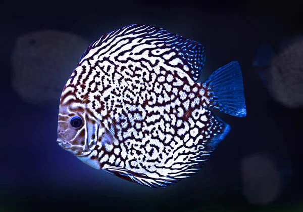 원반던지기 이국적인 물고기 수족관 색상 블루 고립 된 배경 동물 — 스톡 사진