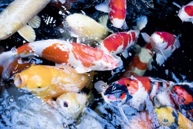 Japon craps hayvan doğa