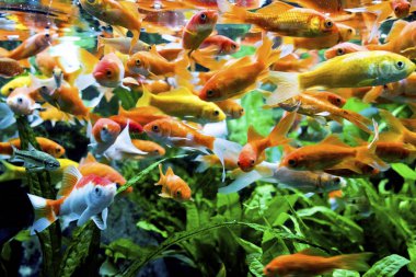 diskus egzotik Balık Akvaryum hayvanları