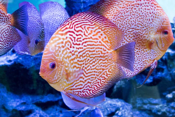 Diskus Exotic Fish Aquarium Animals — Stock Photo, Image