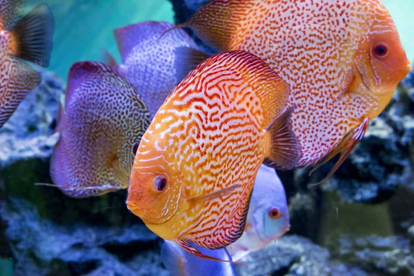 Diskus Peces Exóticos Animales Acuario — Foto de Stock