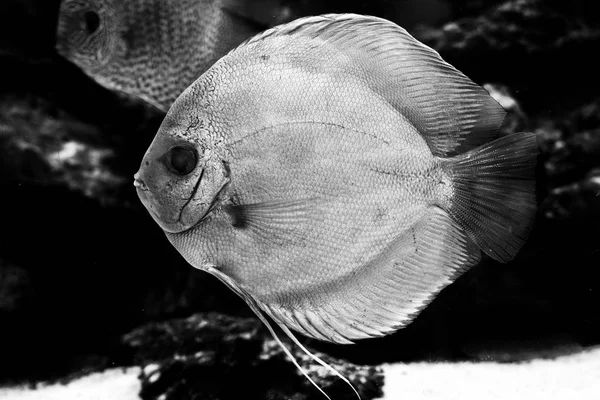 Diskus Peces Exóticos Animales Acuario — Foto de Stock