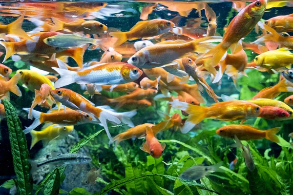Diskus Exotische Vis Aquarium Dieren — Stockfoto