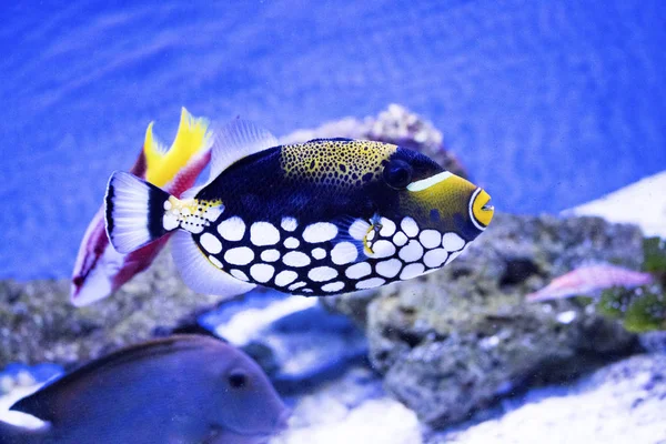 Diskus のエキゾチックな魚の水族館の動物 — ストック写真