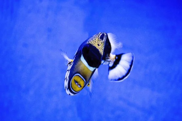 Diskus のエキゾチックな魚の水族館の動物 — ストック写真