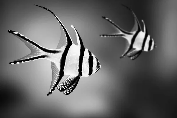 Diskus Exotic Fish Aquarium Animals — Stock Photo, Image