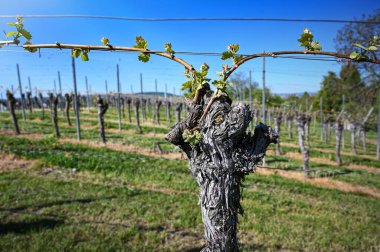 Asma tomurcuklanan doğa tarım yeşili