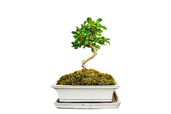 Bonsai Zöld Természet Fehér Háttér — Stock Fotó