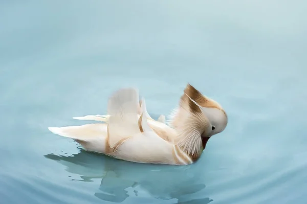 Утка Белая Плавает Воде Голубой Дикой Жизни — стоковое фото