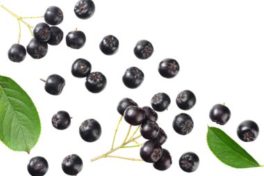 Beyaz arka plan üzerinde izole yeşil yaprakları ile Chokeberry. Siyah aronia. Üstte görüntü 