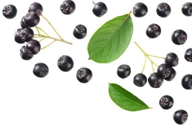 Beyaz arka plan üzerinde izole yeşil yaprakları ile Chokeberry. Siyah aronia. Üstte görüntü 