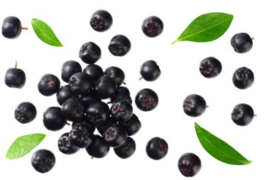 Beyaz arka plan üzerinde izole yeşil yaprakları ile Chokeberry. Siyah aronia. Üstte görüntü. 