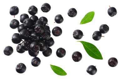 Beyaz arka plan üzerinde izole yeşil yaprakları ile Chokeberry. Siyah aronia. Üstte görüntü. 