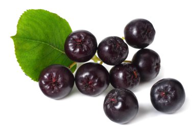 Beyaz arka plan üzerinde izole yeşil yaprakları ile Chokeberry. Siyah aronia 
