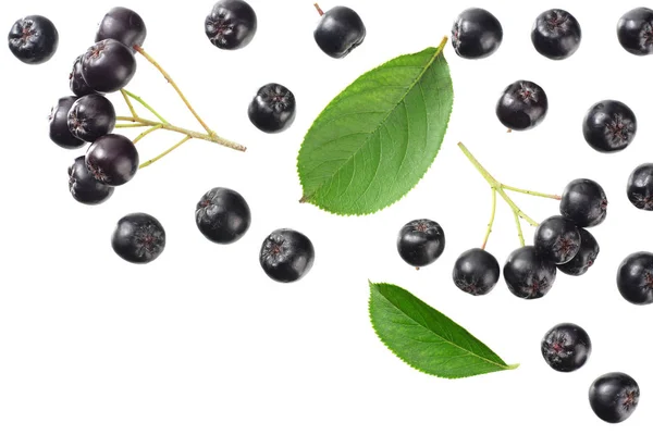 Chokeberry com folhas verdes isoladas em fundo branco. Aronia negra. Vista superior — Fotografia de Stock