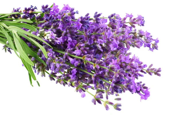 Flores de lavanda aisladas sobre fondo blanco. ramo de flores de lavanda . — Foto de Stock