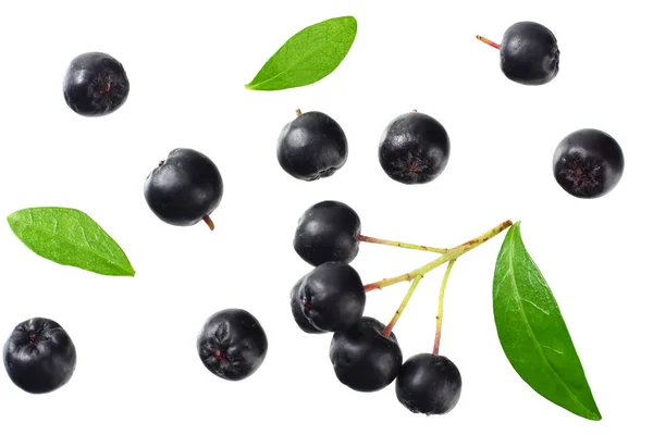 Chokeberry with green leaves isolated on white background. Black aronia. Top view. — Stock Photo, Image