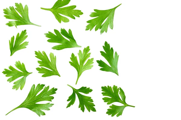 Yeşil taze maydanoz yaprakları beyaz arka plan üst görünümünde izole — Stok fotoğraf